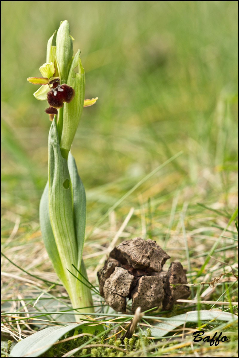 Ophrys sphegodes subsp. sphegodes Mill